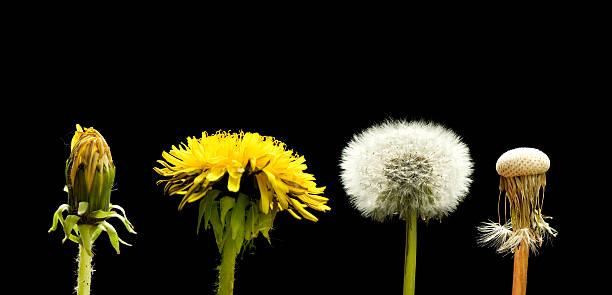 789 Withered Dandelion Stock Photos, Pictures & Royalty-Free Images - iStock