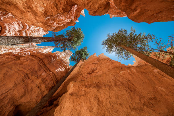 From the bottom of Bryce Canyon Bottom of Navajo Trail where trees grow between the large Canyon walls in Bryce Canyon, Utah bryce canyon stock pictures, royalty-free photos & images
