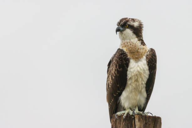 Front facing Osprey on tree trunk stock photo
