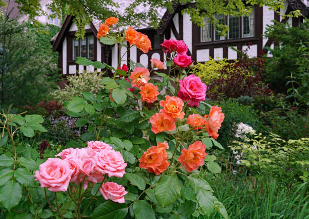 Front garden with prolific rose bushes stock photo