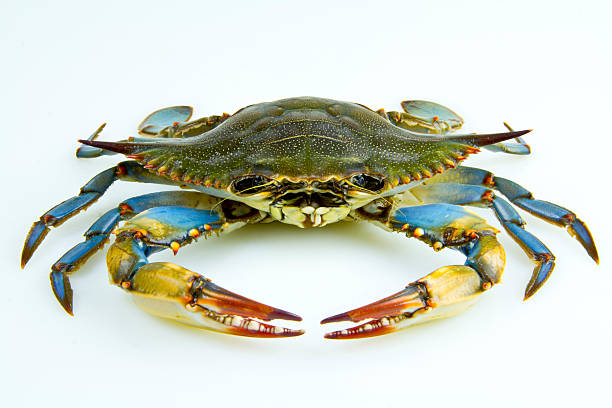 Front View of a Blue Crab Frontal view of a blue crab with pincer claws in front. blue crab stock pictures, royalty-free photos & images