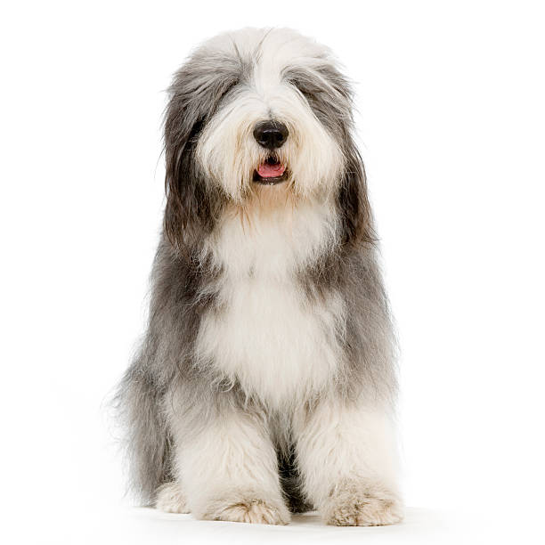 Front view of a white and gray seated Bearded Collie Bearded Collie in front of a white background. fluffy stock pictures, royalty-free photos & images