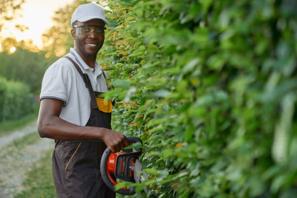 front view of african gardener cutting overgrown branches - bush trimming imagens e fotografias de stock
