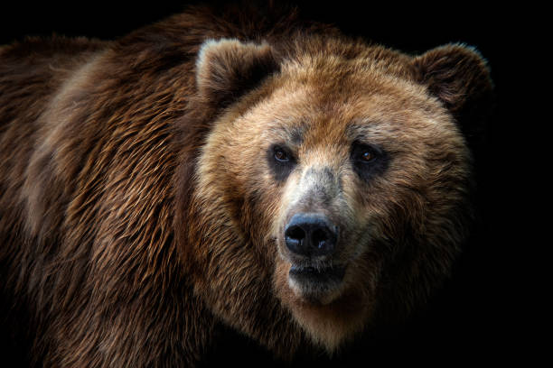 pandangan depan beruang coklat terisolasi pada latar belakang hitam. potret beruang kamchatka (ursus arctos beringianus) - fotografi citra potret stok, foto, & gambar bebas royalti
