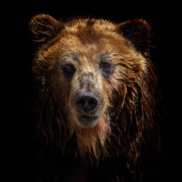 Front view of brown bear isolated on black background. Portrait of Kamchatka bear (Ursus arctos beringianus) Front view of brown bear isolated on black background. Portrait of Kamchatka bear (Ursus arctos beringianus) fur photos stock pictures, royalty-free photos & images