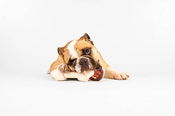 Front view of Bulldog chewing on a bone on white background stock photo