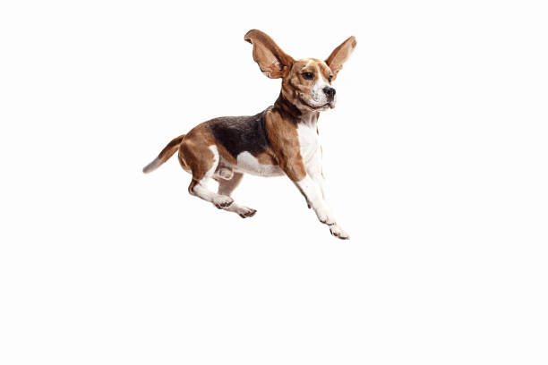 Front view of cute beagle dog isolated on a white background Front view of cute beagle dog jumping isolated on a white studio background beagle puppies stock pictures, royalty-free photos & images