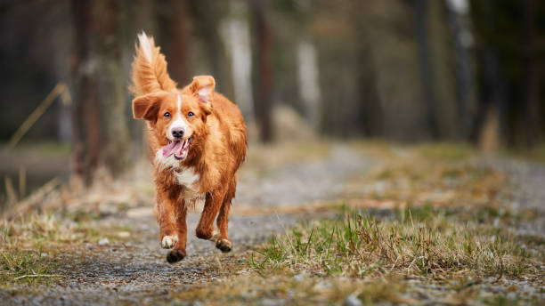Front view of fast running happy dog stock photo