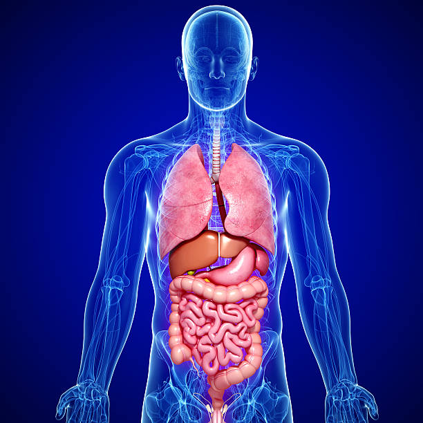 front view of lungs , liver, stomach and large intestine stock photo