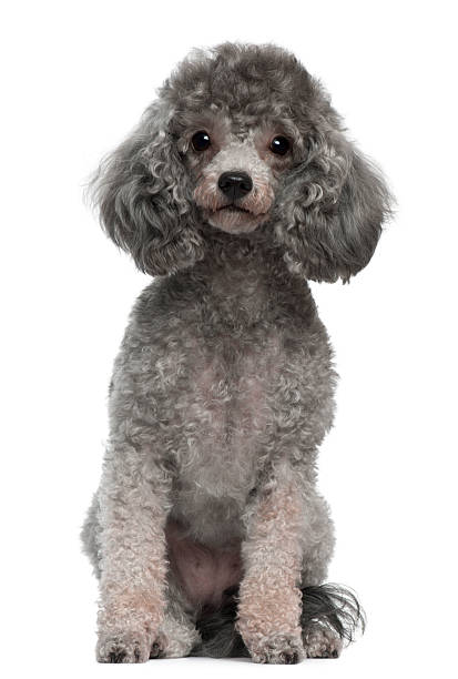 Front view of Poodle, 4 years old, sitting, white background.  poodle stock pictures, royalty-free photos & images