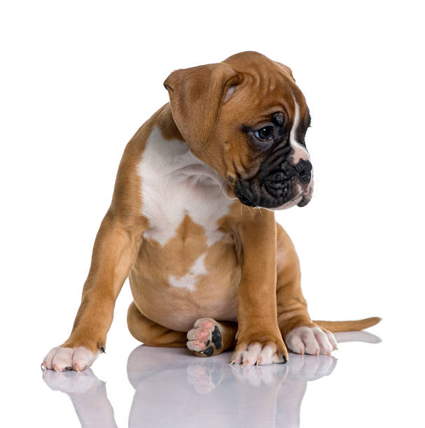 Front view of Puppy Boxer sitting and looking away  boxer puppy stock pictures, royalty-free photos & images