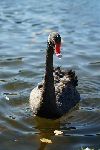 Front view of single swimming black swan in autumn.