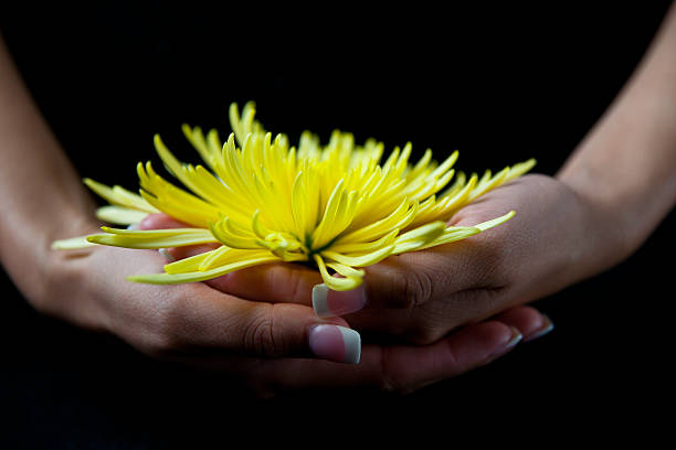front view of woman holding  yellow chrysanthemum stock photo