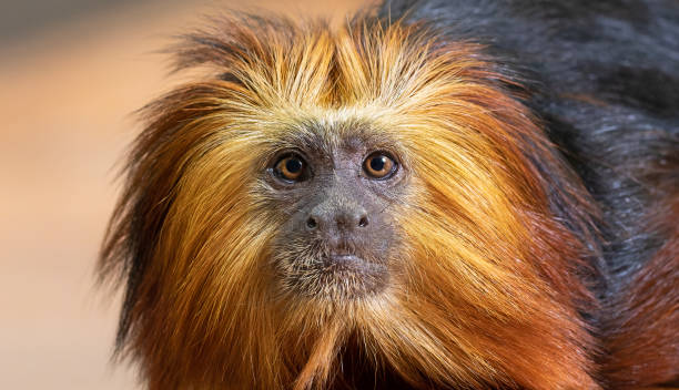 Frontal Close up of a Golden-headed lion tamarin stock photo