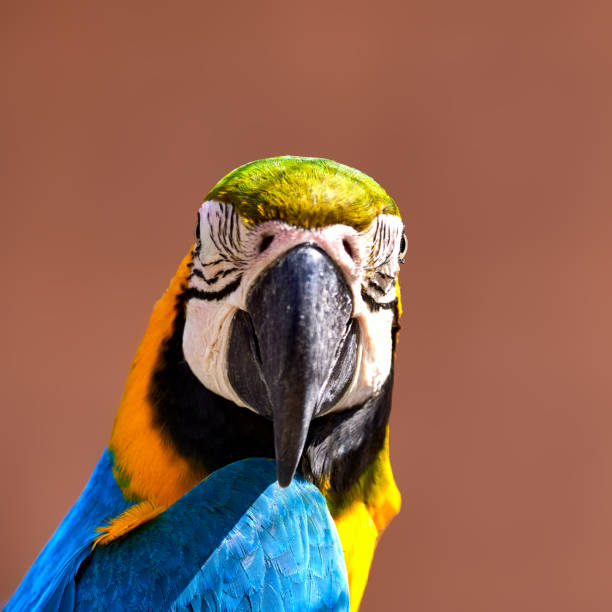 Frontal cropped portrait of macaw isolated against monochrome background stock photo