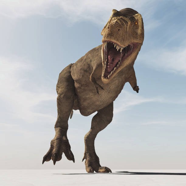Frontal image of Tyrannosaurus Rex walk . This is a 3d render illustration stock photo