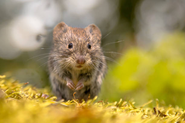 Frontal view of cute Bank vole stock photo