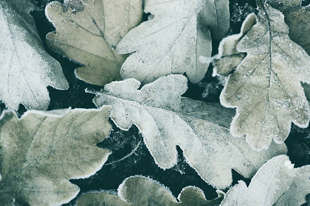 frost on autumn leaves - frozen leaf bildbanksfoton och bilder