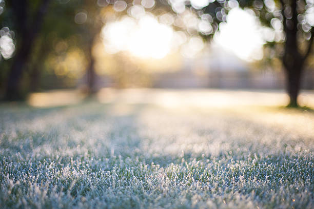 frosted grass on a blurry bokeh sunrise backdrop - frozen leaf bildbanksfoton och bilder