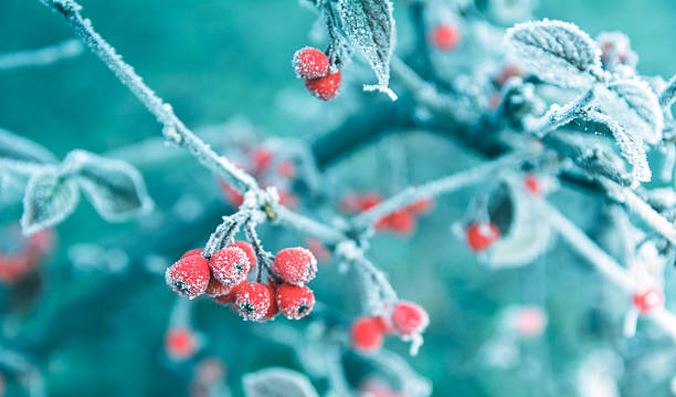 frosted red berries on a branch, winter background - frozen leaf bildbanksfoton och bilder