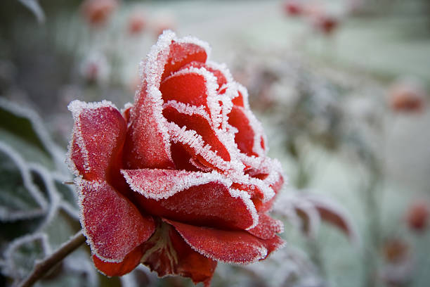 Frosted Red Rose Frosted Red Rose in the depts of winter frozen rose stock pictures, royalty-free photos & images