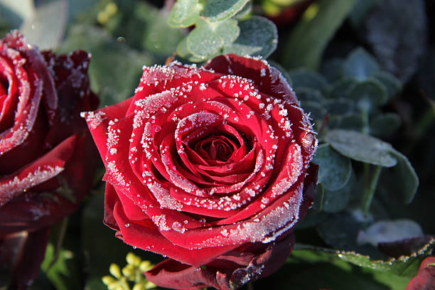 Frosted red rose Single red rose, covered with ice crystals frozen rose stock pictures, royalty-free photos & images