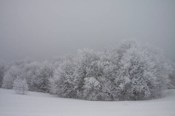 Frosted trees. stock photo