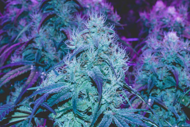 Frosty cannabis bud in UV light stock photo