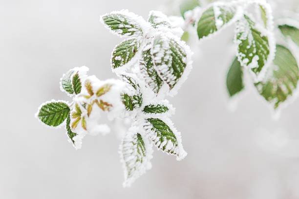 frosty leaves at winter time - frozen leaf bildbanksfoton och bilder