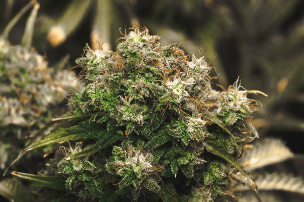 Frosty mature marijuana cannabis flower stock photo