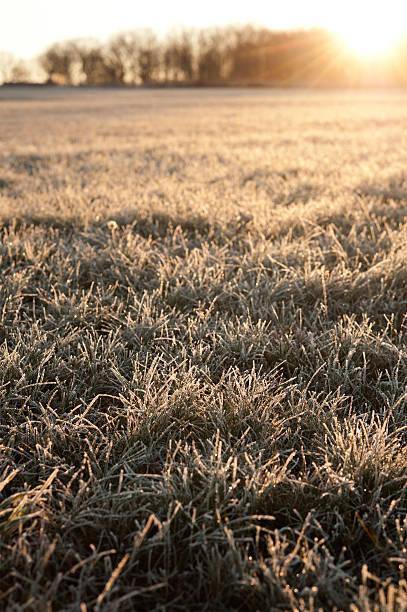 frosty sunrise with flare stock photo