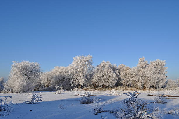 Frosty Tree Line Taken in December 2010 this picture shows a tree line with frost and snow normalisaverage stock pictures, royalty-free photos & images