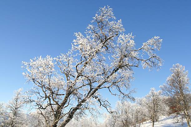 Frosty tree stock photo