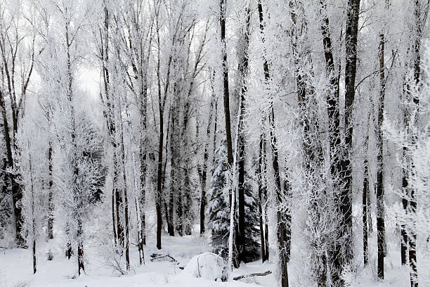 Frosty Trees I stock photo