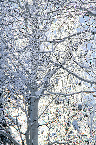 Frosty Trees II stock photo