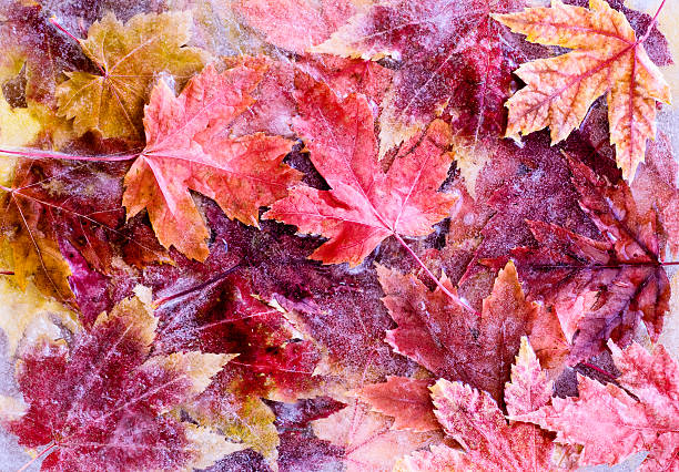 frozen autumn leaves - frozen leaf bildbanksfoton och bilder