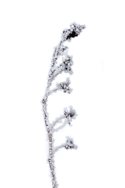frusen gren i hoar frost isolerad på vit bakgrund. - frozen leaf bildbanksfoton och bilder