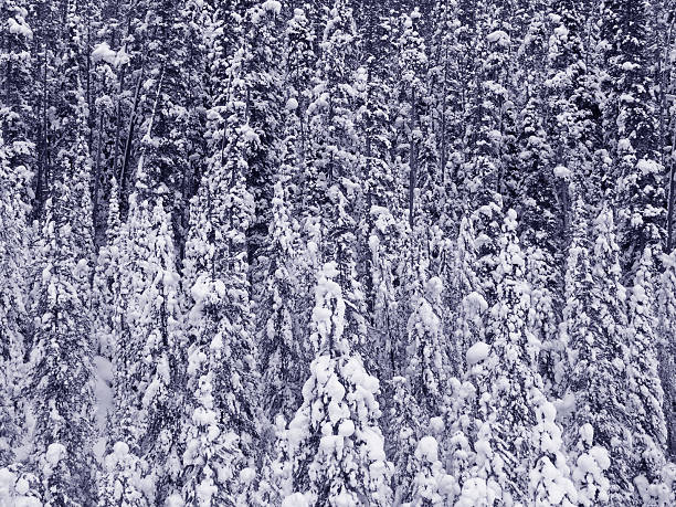 Frozen Forest stock photo