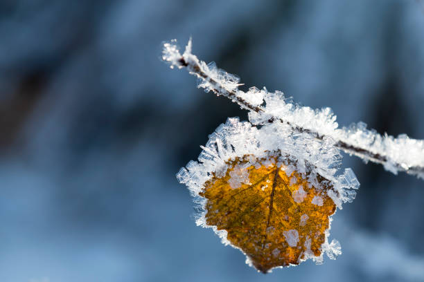 frusna blad i naturen. - frozen leaf bildbanksfoton och bilder