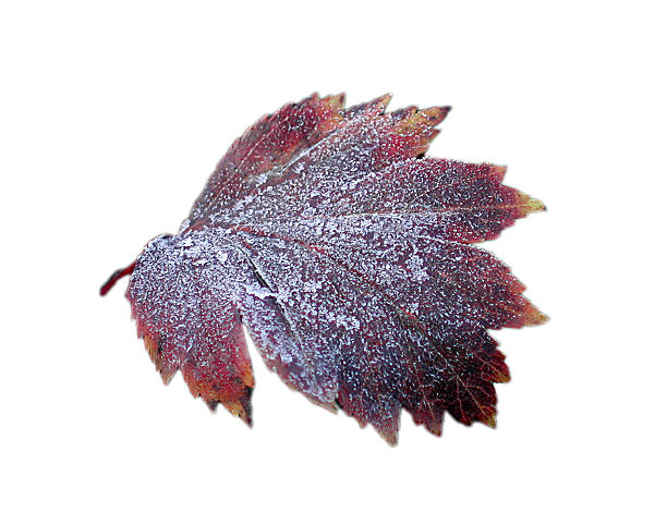 frozen leaf - frozen leaf bildbanksfoton och bilder