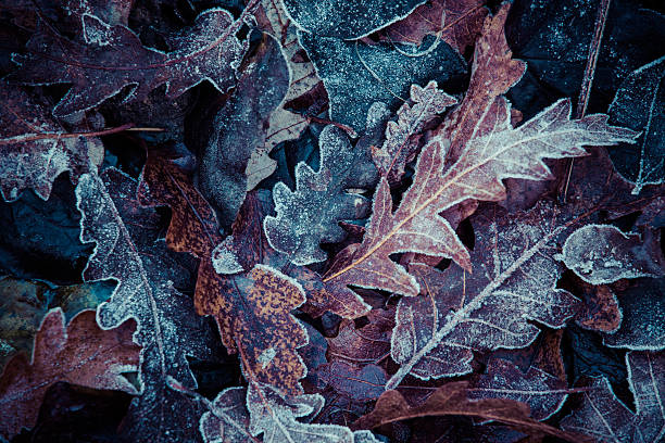 frozen leaves in winter - frozen leaf bildbanksfoton och bilder