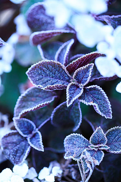 frozen plant - frozen leaf bildbanksfoton och bilder