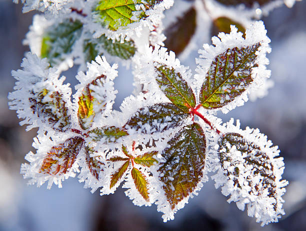 frozen plants stock photo