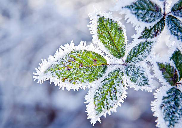 frozen plants stock photo