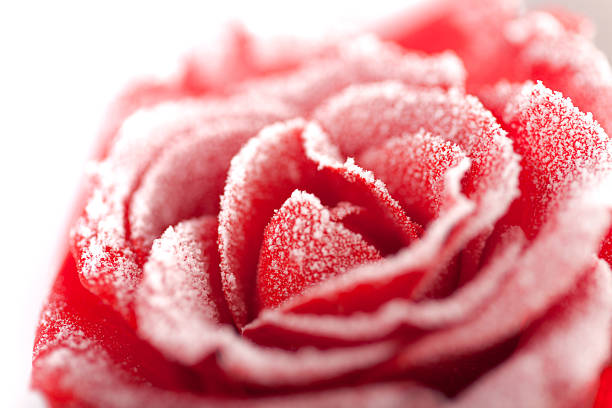 Frozen red rose in white frost stock photo
