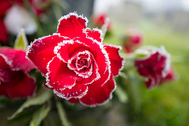 Frozen Red Rose. Frozen red rose in winter. frozen rose stock pictures, royalty-free photos & images