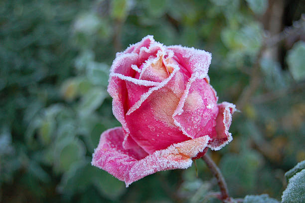 frozen rose in end of autumn  frozen rose stock pictures, royalty-free photos & images