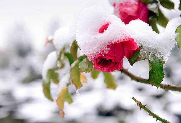 Frozen rose stock photo