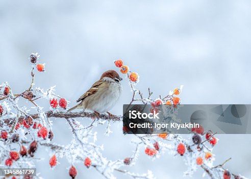 istock A frozen sparrow sits on a prickly and snow-covered branch of a rosehip with red berries on a frosty winter morning 1345861739