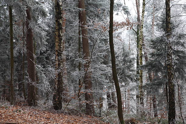 Frozen Trees stock photo
